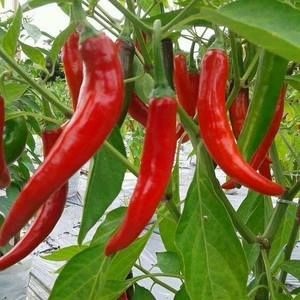 Meet your Posher, Achamma